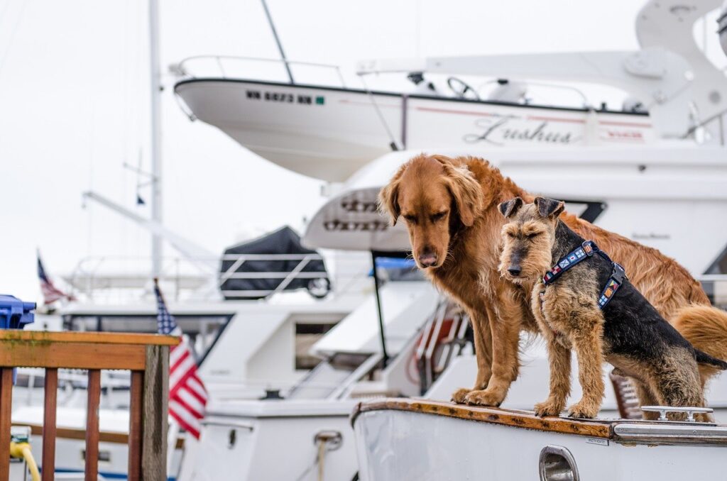 dogs and boating